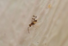 Leptomastidea