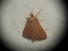 Hypsopygia incarnatalis