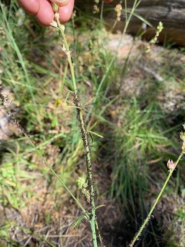 iNaturalist observation photo of Aphids