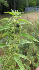 Laportea alatipes