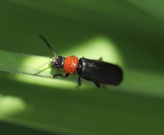 Silis ruficollis