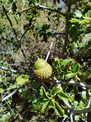 Quercus coccifera