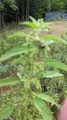 Laportea alatipes