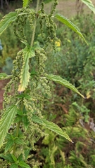 Laportea alatipes
