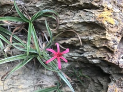 Barbacenia bahiana