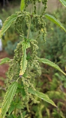 Laportea alatipes