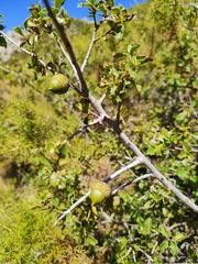 Quercus coccifera