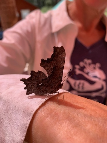 iNaturalist observation photo of Hoary Comma