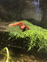 Tylototriton shanjing