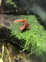 Tylototriton shanjing