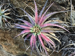 Sincoraea hatschbachii