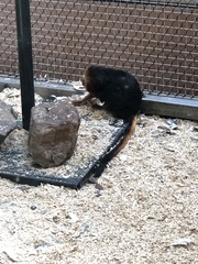 Leontopithecus chrysomelas