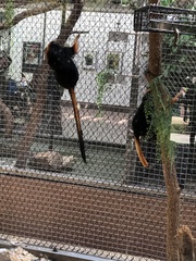 Leontopithecus chrysomelas