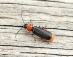 Silis ruficollis