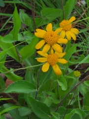 Lasianthaea podocephala