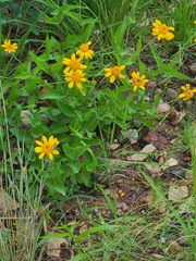 Lasianthaea podocephala