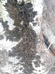 Umbilicaria polyphylla