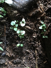 Piper excelsum excelsum