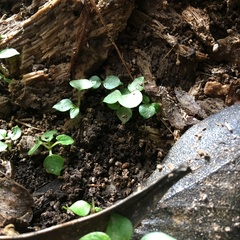 Piper excelsum excelsum