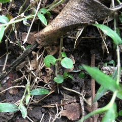 Piper excelsum excelsum