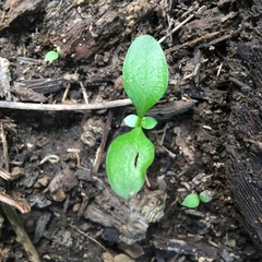 Coprosma robusta