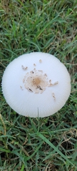 Agaricaceae