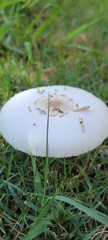 Agaricaceae