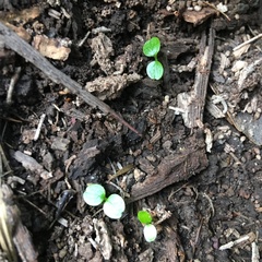 Piper excelsum excelsum