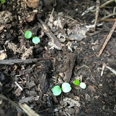 Piper excelsum excelsum