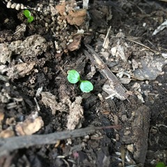 Piper excelsum excelsum