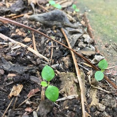 Piper excelsum excelsum