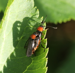 Silis ruficollis