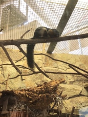 Callosciurus prevostii