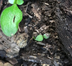 Piper excelsum excelsum