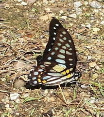 Graphium chironides