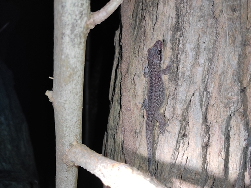 Belize Leaf-toed Gecko, Phyllodactylus insularis