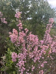 Erica irregularis