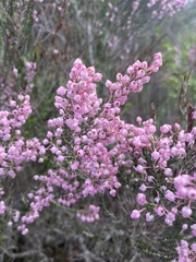 Erica irregularis