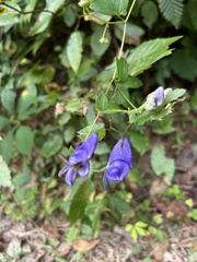 Aconitum uncinatum
