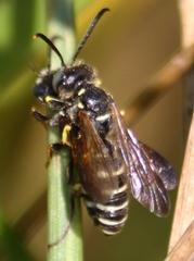 Cerceris nigrescens