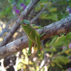 Frontifissia laevata