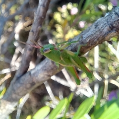 Frontifissia laevata