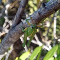Frontifissia laevata