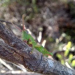 Frontifissia laevata
