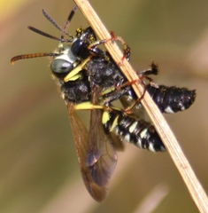 Cerceris nigrescens