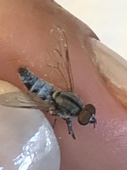 Ozodiceromyia notata