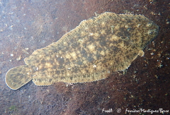 Solea aegyptiaca