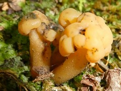 Hypomyces leotiicola