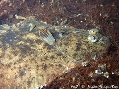 Solea aegyptiaca