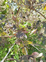 Lonicera implexa